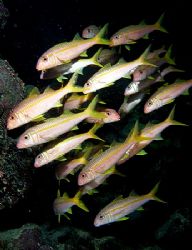Small shoal of goatfish, taken at Shark Observatory, Ras ... by Nikki Van Veelen 